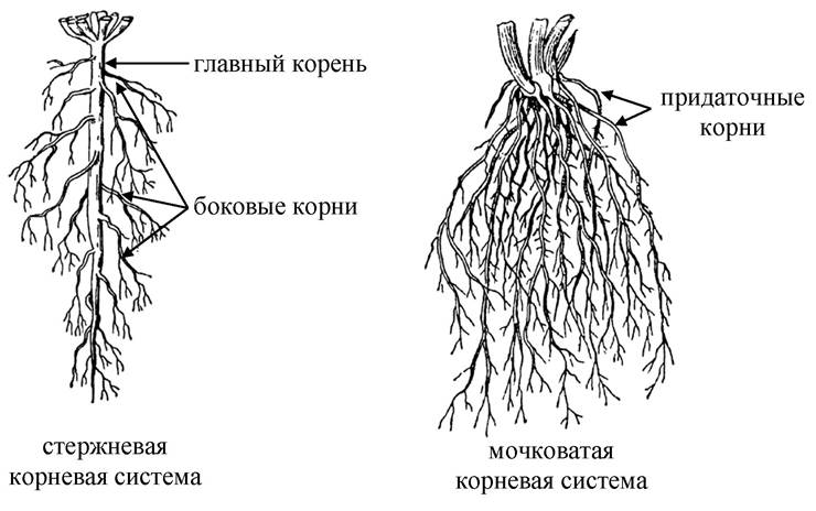 Растущий боковой корень. Типы корневых систем стержневая и мочковатая. Схема стержневой и мочковатой корневых систем. Строение корня и типы корневых систем.