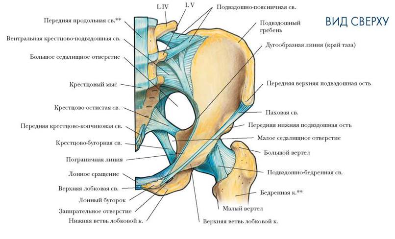 Тазобедренная часть человека фото