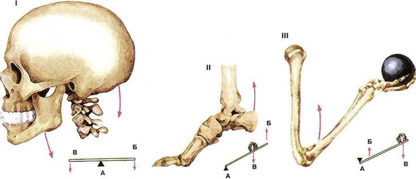 Скелет механизма. Костные рычаги. Рычажные кости человека. Рычаги в биомеханике. Рычажные кости в скелете человека.
