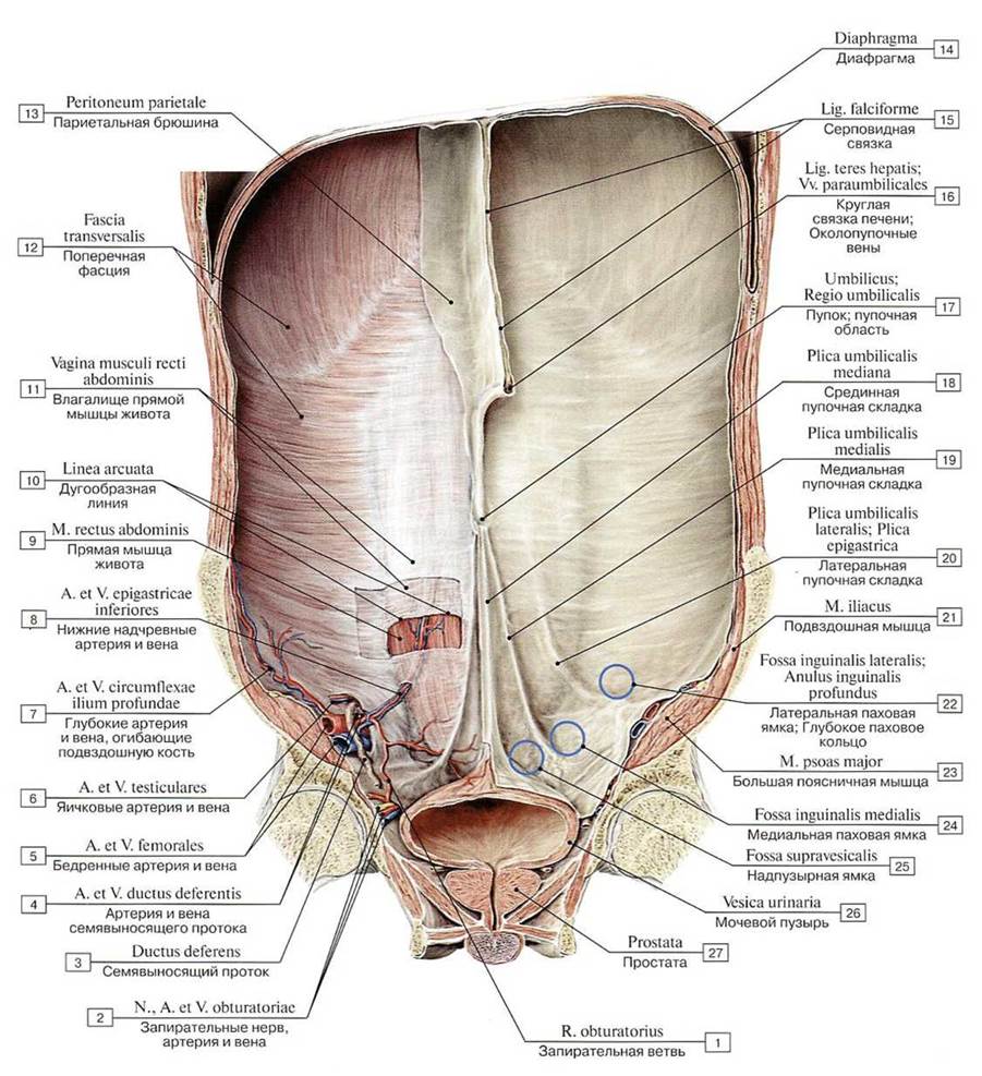 Мышцы передней стенки брюшной полости анатомия