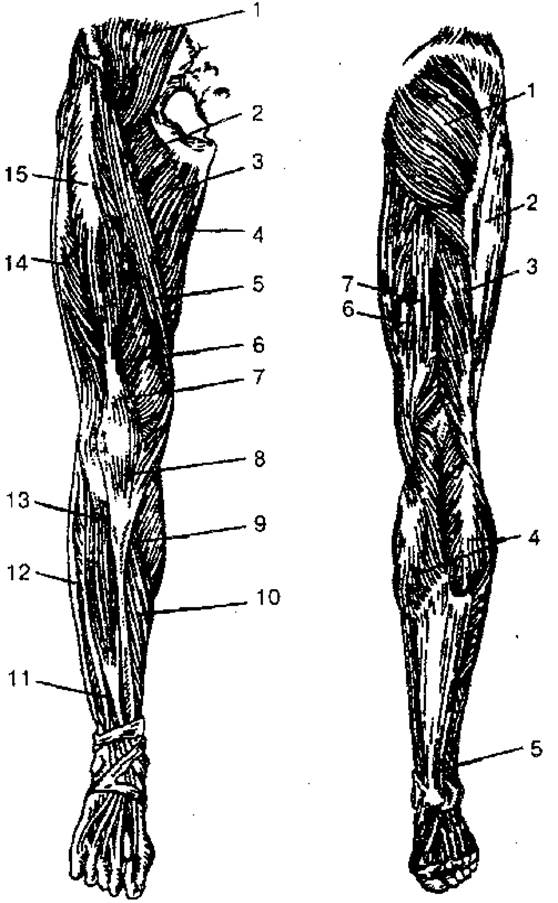Equipoise ������ ���������: ����.
