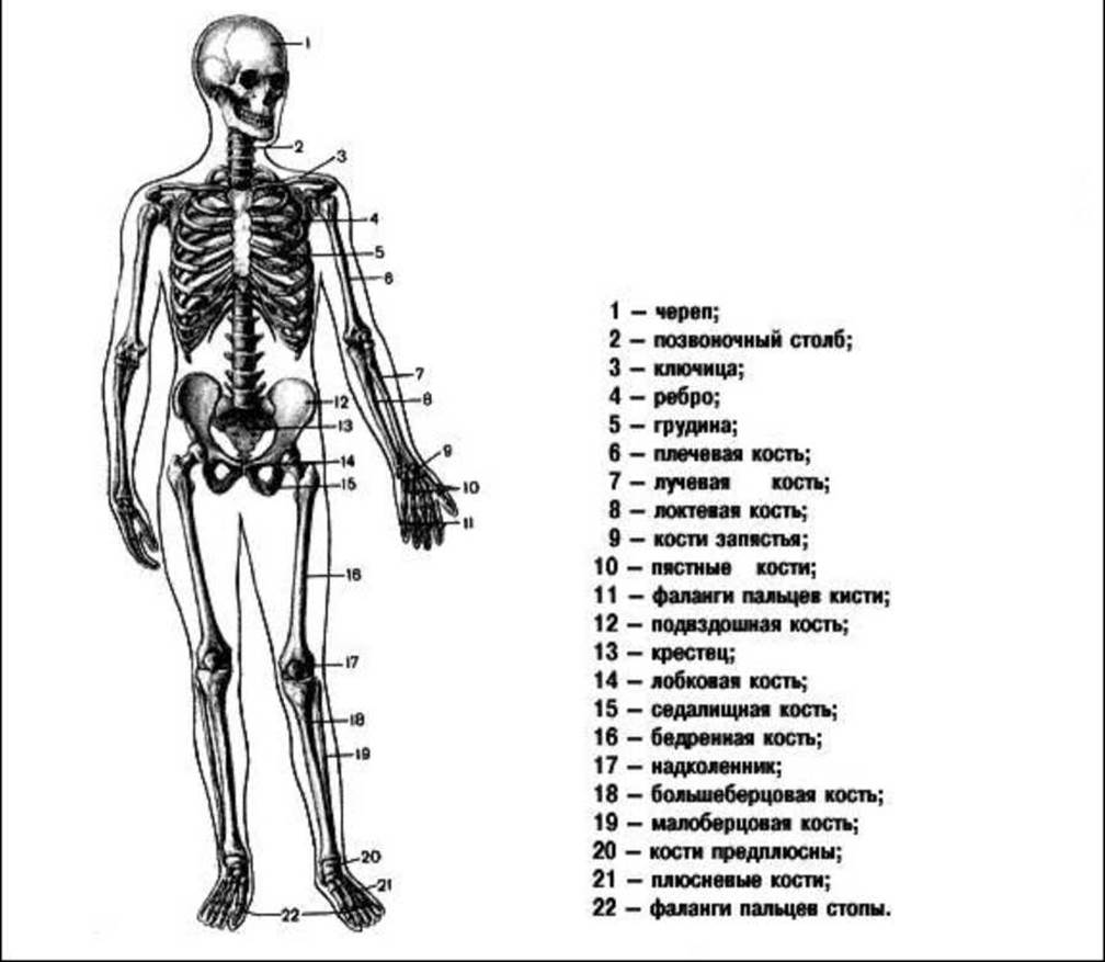 Скелет с названиями костей на русском языке. Строение костей человека схема. Скелет человека с названием костей и отделами.