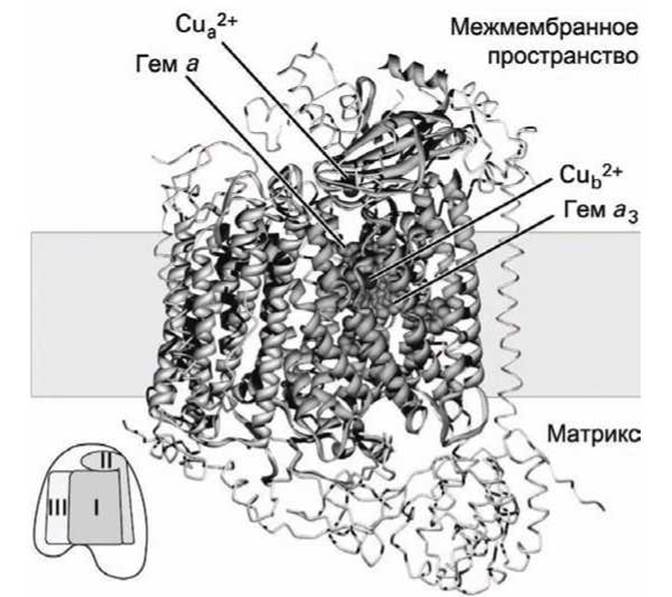 Компоненты дыхательной цепи - Генерация протондвижущей силы и синтез АТФ