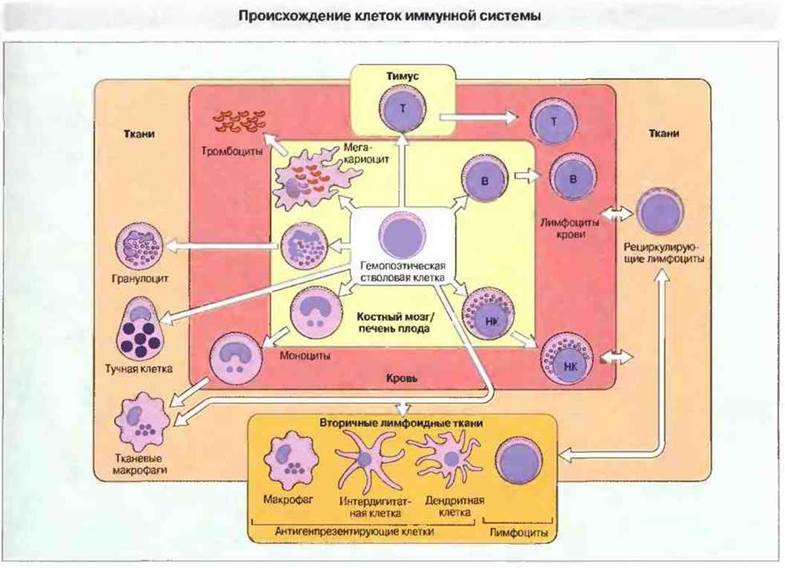 Миелоидные клетки врожденного иммунитета