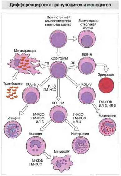 Миелоидные клетки врожденного иммунитета