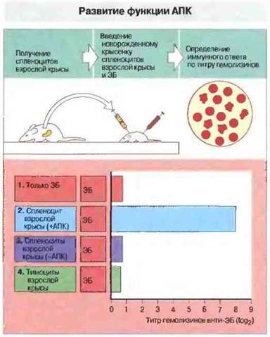 Миелоидные клетки врожденного иммунитета thumbnail