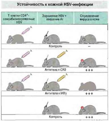 Клеточные и гуморальные механизмы противовирусной защиты и иммунитета