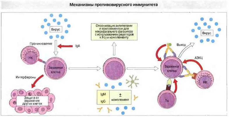 Клеточные и гуморальные механизмы противовирусной защиты и иммунитета