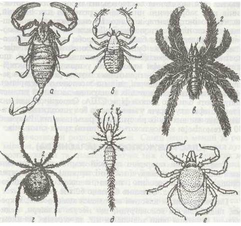 Реферат: Хеліцероносні Основні представники павукоподібних
