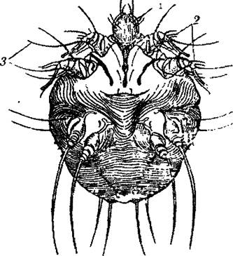 Реферат: Хеліцероносні Основні представники павукоподібних